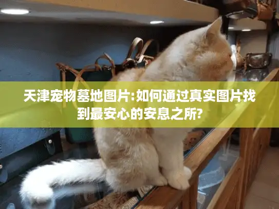 天津宠物墓地图片:如何通过真实图片找到最安心的安息之所?