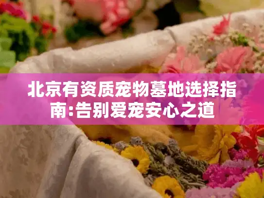 北京有资质宠物墓地选择指南:告别爱宠安心之道