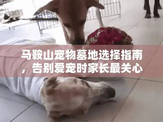 马鞍山宠物墓地选择指南，告别爱宠时家长最关心的6个问题