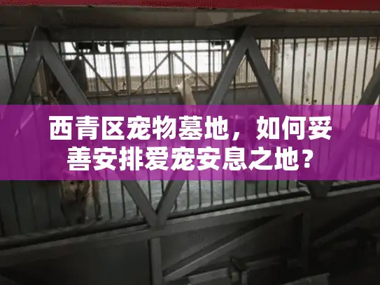 西青区宠物墓地，如何妥善安排爱宠安息之地？