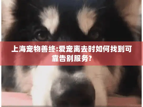 上海宠物善终:爱宠离去时如何找到可靠告别服务?