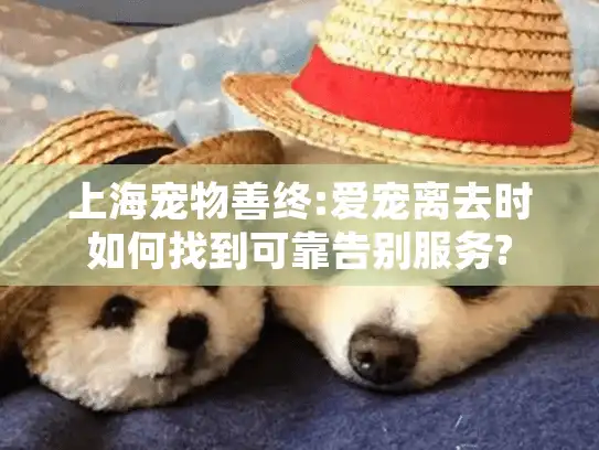 上海宠物善终:爱宠离去时如何找到可靠告别服务?