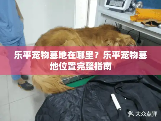乐平宠物墓地在哪里？乐平宠物墓地位置完整指南