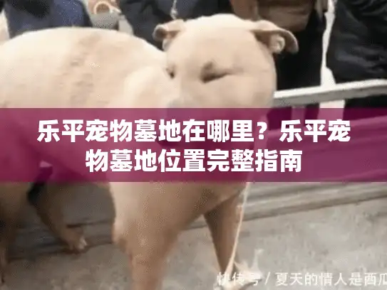乐平宠物墓地在哪里？乐平宠物墓地位置完整指南