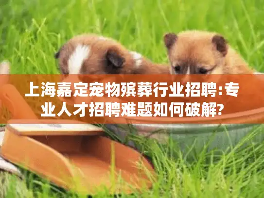 上海嘉定宠物殡葬行业招聘:专业人才招聘难题如何破解?