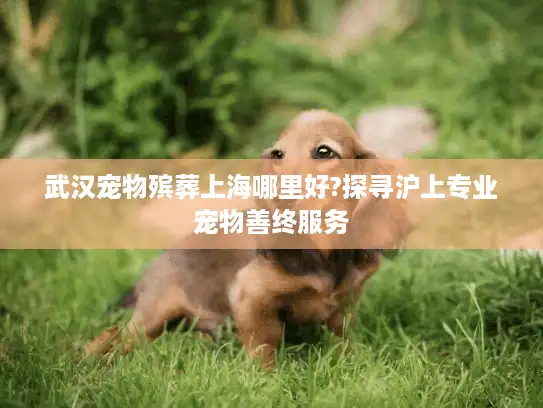 武汉宠物殡葬上海哪里好?探寻沪上专业宠物善终服务