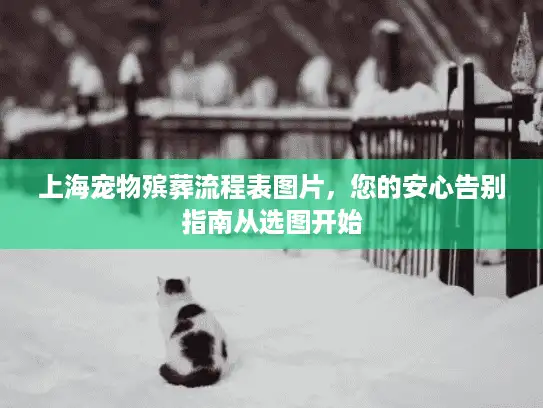 上海宠物殡葬流程表图片，您的安心告别指南从选图开始
