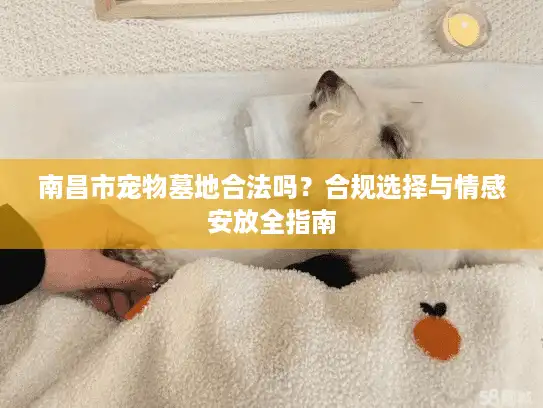 南昌市宠物墓地合法吗？合规选择与情感安放全指南