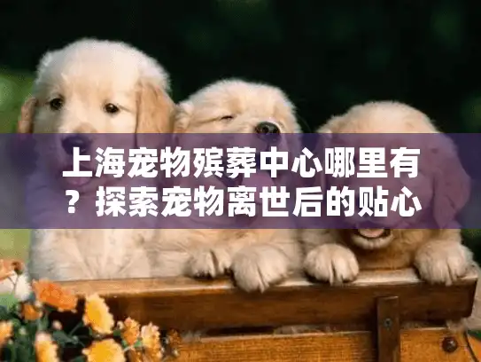 上海宠物殡葬中心哪里有？探索宠物离世后的贴心服务