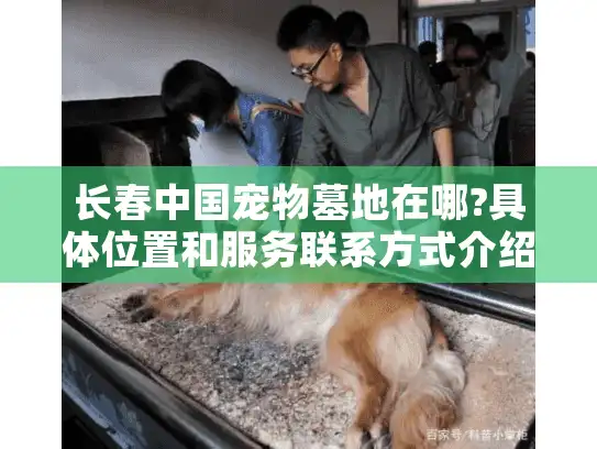 长春中国宠物墓地在哪?具体位置和服务联系方式介绍
