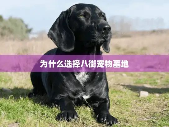 为什么选择八街宠物墓地