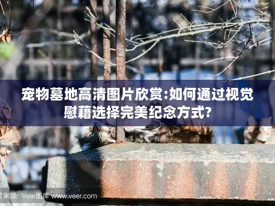 宠物墓地高清图片欣赏:如何通过视觉慰藉选择完美纪念方式?