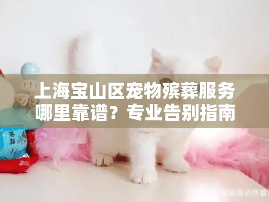 上海宝山区宠物殡葬服务哪里靠谱？专业告别指南