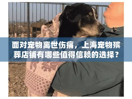 面对宠物离世伤痛，上海宠物殡葬店铺有哪些值得信赖的选择？