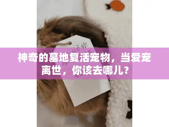 神奇的墓地复活宠物，当爱宠离世，你该去哪儿？