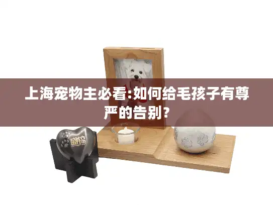 上海宠物主必看:如何给毛孩子有尊严的告别？