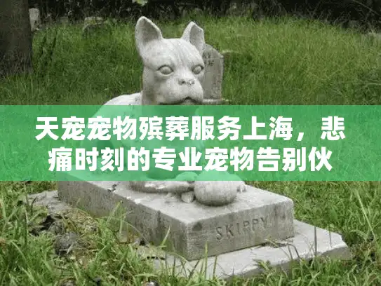 天宠宠物殡葬服务上海，悲痛时刻的专业宠物告别伙伴