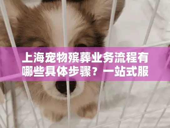 上海宠物殡葬业务流程有哪些具体步骤？一站式服务指南解析