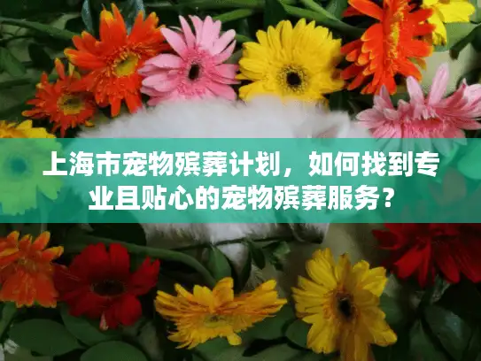 上海市宠物殡葬计划，如何找到专业且贴心的宠物殡葬服务？