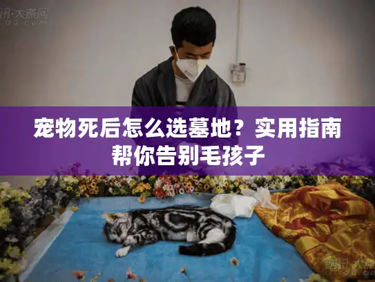 宠物死后怎么选墓地？实用指南帮你告别毛孩子