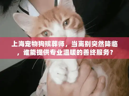 上海宠物狗殡葬师，当离别突然降临，谁能提供专业温暖的善终服务？