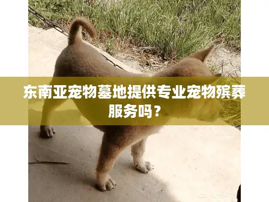 东南亚宠物墓地提供专业宠物殡葬服务吗？