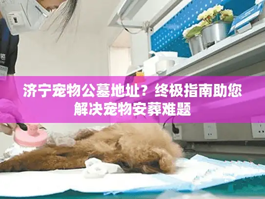 济宁宠物公墓地址？终极指南助您解决宠物安葬难题