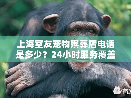 上海室友宠物殡葬店电话是多少？24小时服务覆盖全城