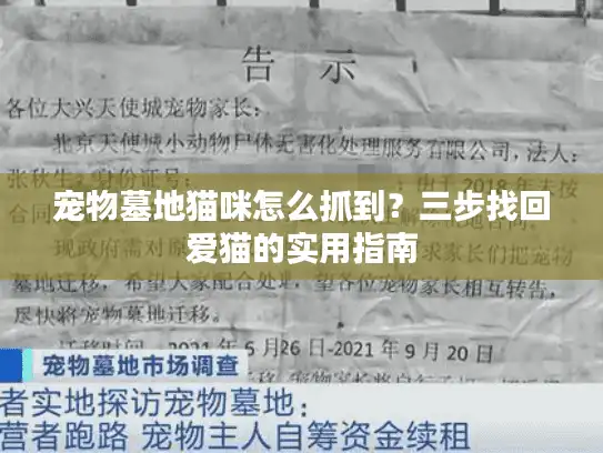 宠物墓地猫咪怎么抓到？三步找回爱猫的实用指南