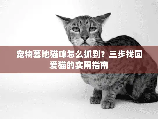 宠物墓地猫咪怎么抓到？三步找回爱猫的实用指南