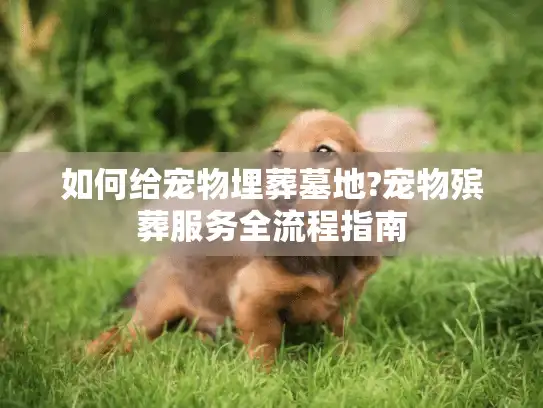 如何给宠物埋葬墓地?宠物殡葬服务全流程指南