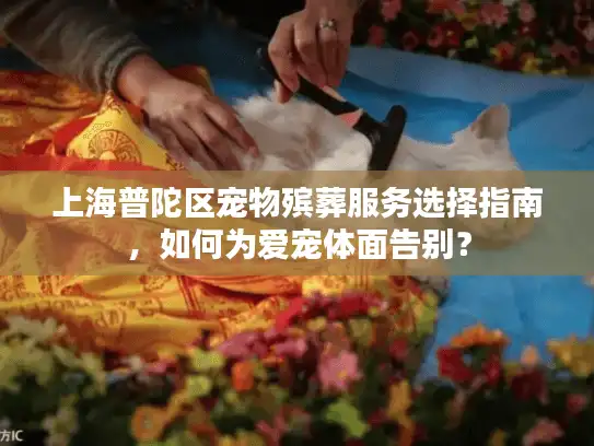 上海普陀区宠物殡葬服务选择指南，如何为爱宠体面告别？