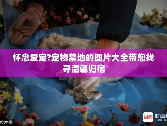 怀念爱宠?宠物墓地的图片大全带您找寻温馨归宿