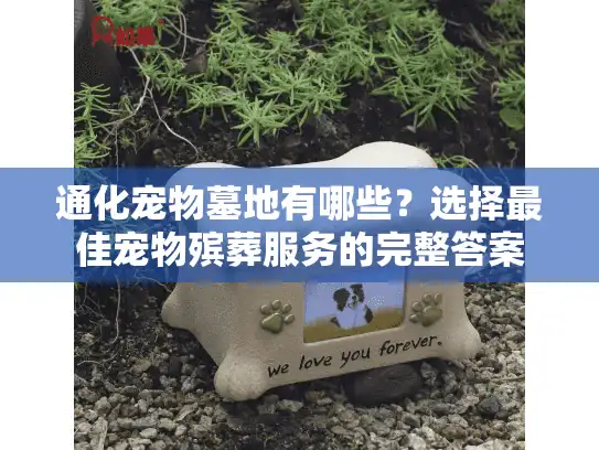 通化宠物墓地有哪些？选择最佳宠物殡葬服务的完整答案
