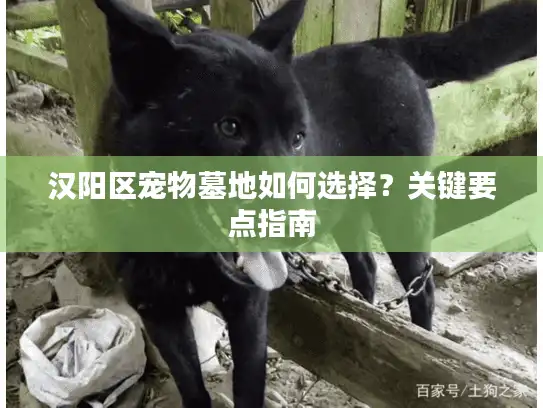 汉阳区宠物墓地如何选择？关键要点指南