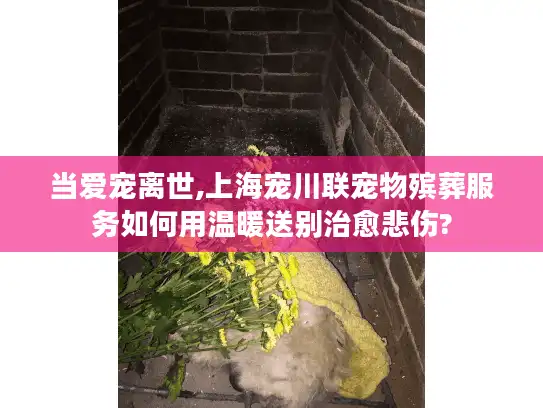 当爱宠离世,上海宠川联宠物殡葬服务如何用温暖送别治愈悲伤?