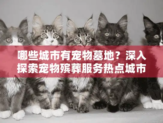 哪些城市有宠物墓地？深入探索宠物殡葬服务热点城市分布