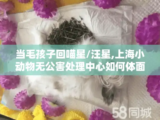 当毛孩子回喵星/汪星,上海小动物无公害处理中心如何体面送别?