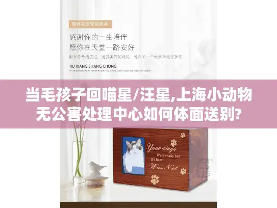当毛孩子回喵星/汪星,上海小动物无公害处理中心如何体面送别?