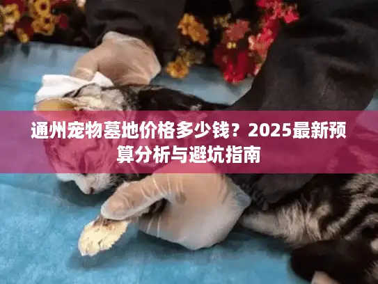 通州宠物墓地价格多少钱？2025最新预算分析与避坑指南