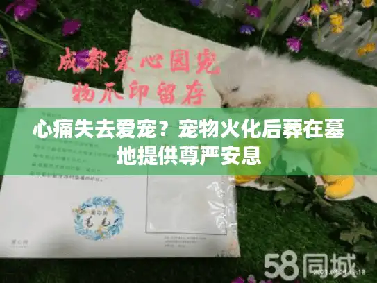 心痛失去爱宠？宠物火化后葬在墓地提供尊严安息