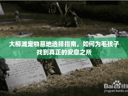 大柳滩宠物墓地选择指南，如何为毛孩子找到真正的安息之所