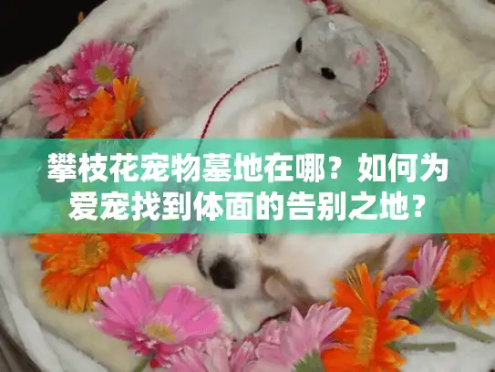 攀枝花宠物墓地在哪？如何为爱宠找到体面的告别之地？