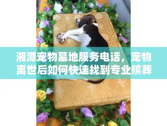 湘潭宠物墓地服务电话，宠物离世后如何快速找到专业殡葬援助？