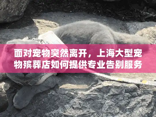 面对宠物突然离开，上海大型宠物殡葬店如何提供专业告别服务？