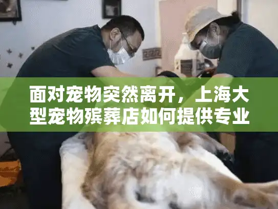 面对宠物突然离开，上海大型宠物殡葬店如何提供专业告别服务？