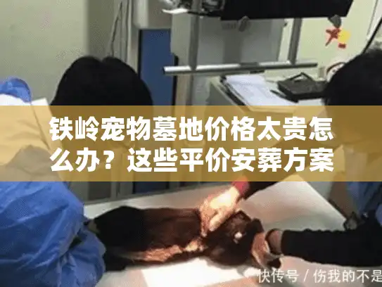 铁岭宠物墓地价格太贵怎么办？这些平价安葬方案能省40%费用