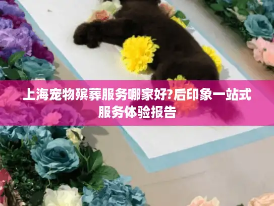 上海宠物殡葬服务哪家好?后印象一站式服务体验报告