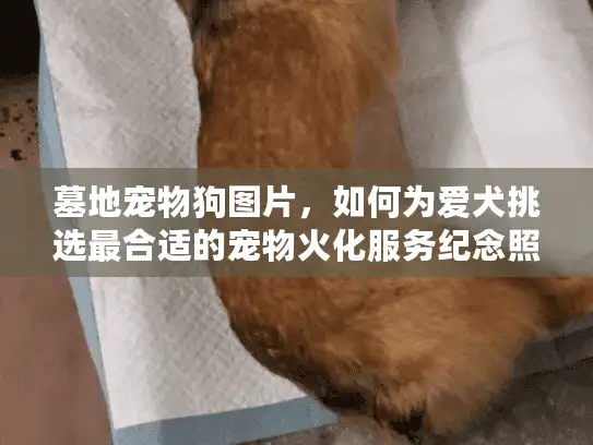 墓地宠物狗图片，如何为爱犬挑选最合适的宠物火化服务纪念照片？
