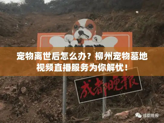 宠物离世后怎么办？柳州宠物墓地视频直播服务为你解忧！